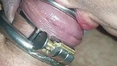 Licking Cuckolds Cock In New Chastity Cage