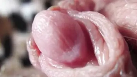 Huge Clitoris